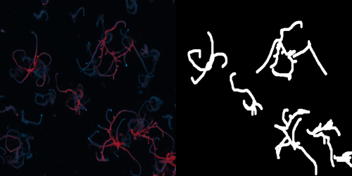 One observation from the alkzar90/cell_benchmark dataset